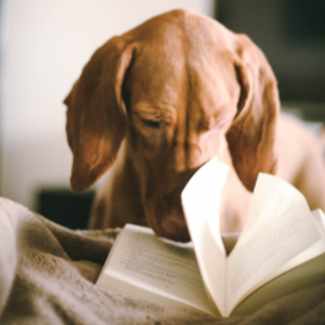 Should an Author Have Beta Readers?